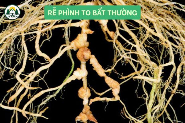 Rễ phình to bất thường