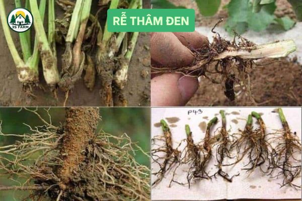 Rễ thâm đen, kém phát triển