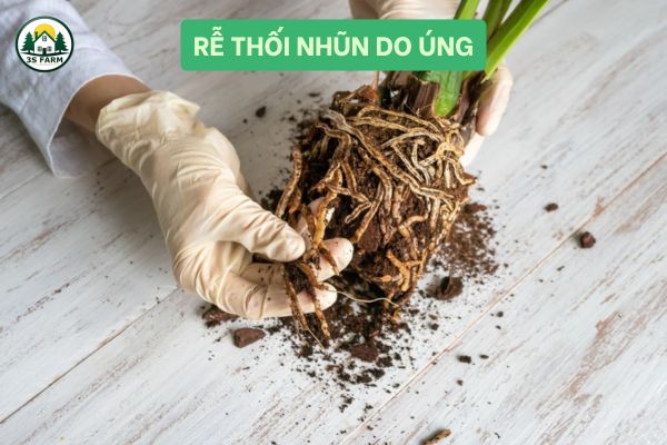Rễ thối nhũn do úng