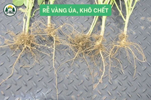 Rễ vàng úa, khô chết