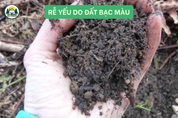 Rễ yếu do đất bạc màu