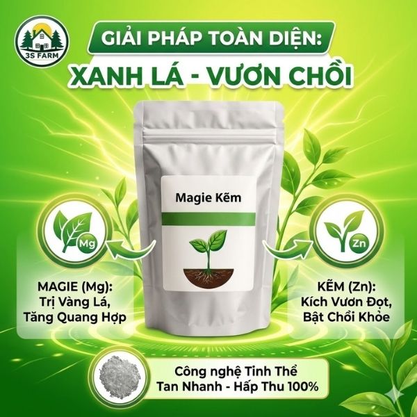 Magie Kẽm