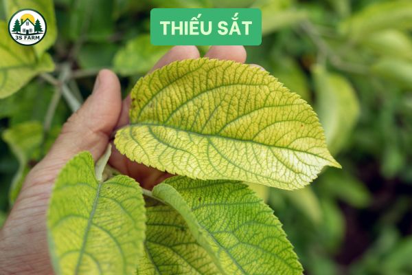 bệnh thiếu sắt