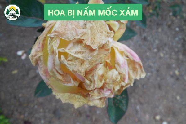 Hoa bị nấm mốc xám