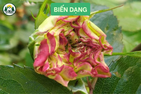 Hoa biến dạng, còi cọc