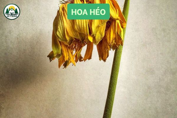 Hoa bị thối, héo