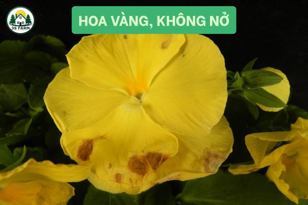 Hoa vàng, không nở