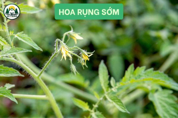 hoa rụng sớm