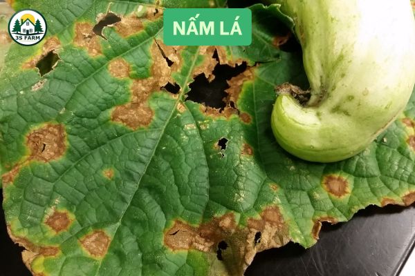 Nấm Lá