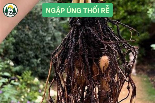 Ngập Úng Thối Rễ