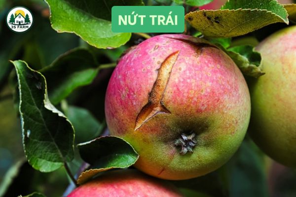 nứt trái