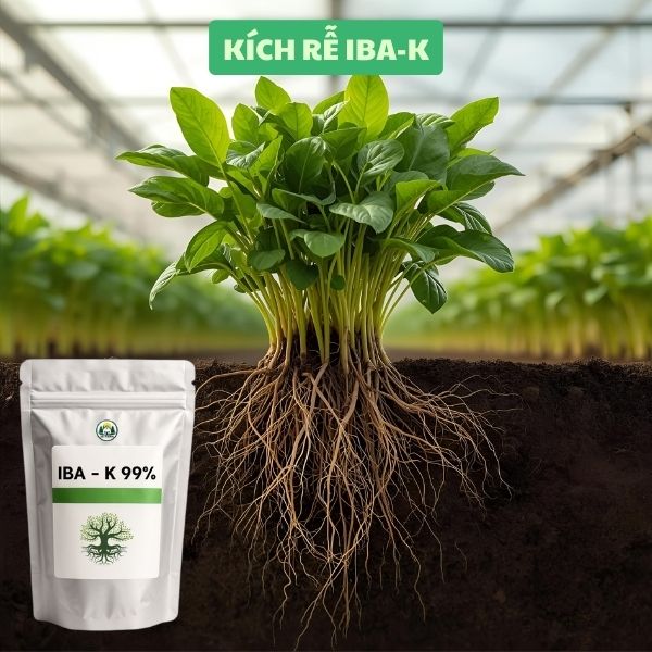 IBA-K 99% - Thuốc Kích Rễ Cực Mạnh