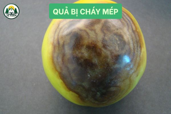 Quả bị cháy mép