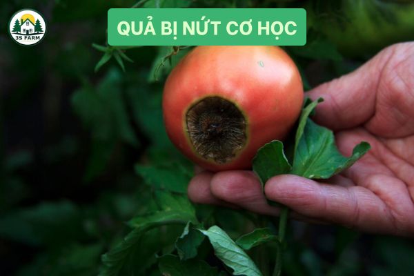 Quả bị nứt do vận chuyển