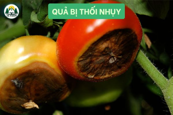 Quả bị thối nhụy, đầu quả