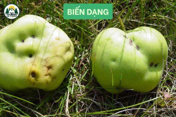 Quả biến dạng, méo mó