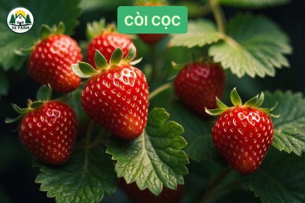 Quả còi cọc, phát triển chậm