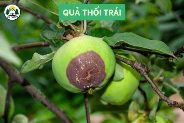 Quả thối nâu