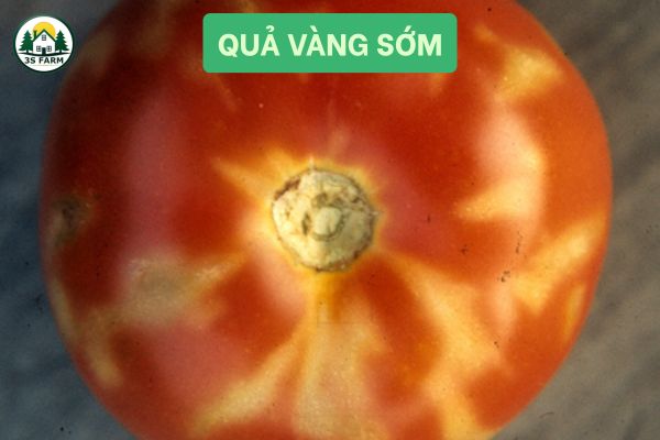 Quả vàng sớm, chín không đều