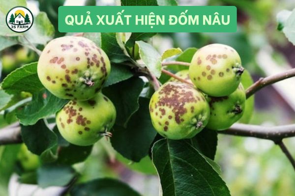 Quả xuất hiện đốm nâu