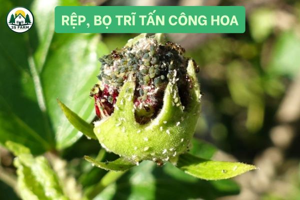 Rệp, bọ trĩ tấn công hoa