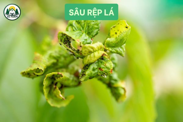 Sâu Hại Lá (Rệp, Nhện đỏ, Bọ trĩ)