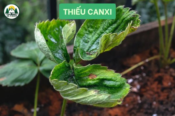 Thiếu Canxi (Ca)