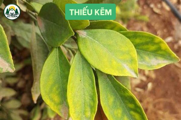 Thiếu Kẽm (Zn)