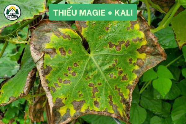 Thiếu Magiê + Kali (Mg + K)