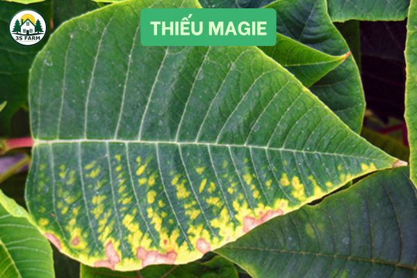 thiếu magie