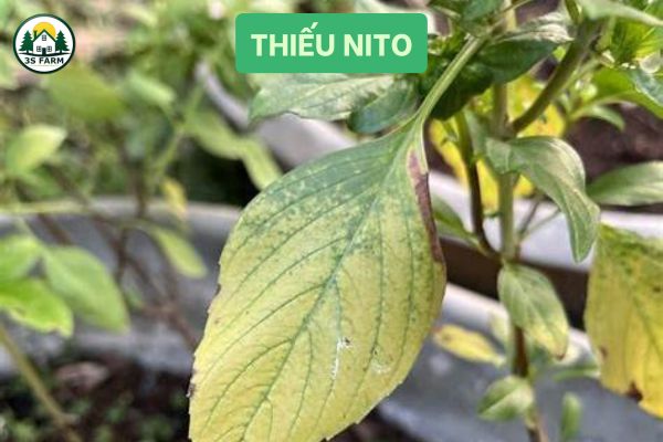 thiếu nito
