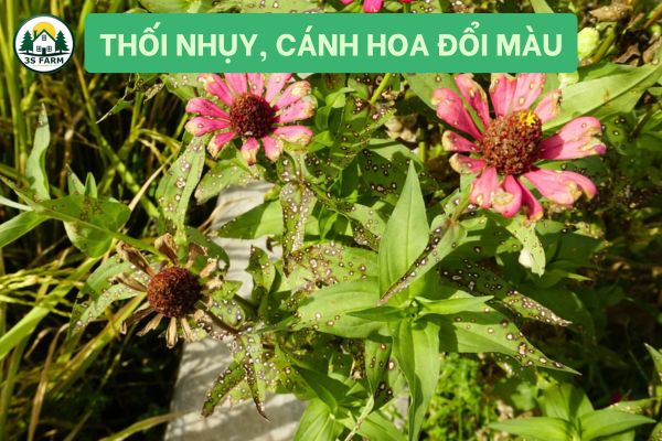 Thối nhụy, cánh hoa đổi màu