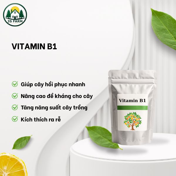 Vitamin B1 Cho Cây Trồng – Kích Rễ, Giảm Sốc, Phục Hồi Nhanh