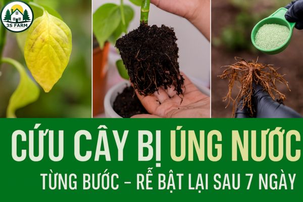 Cách khắc phục cây bị úng nước