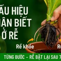 bệnh thối rễ