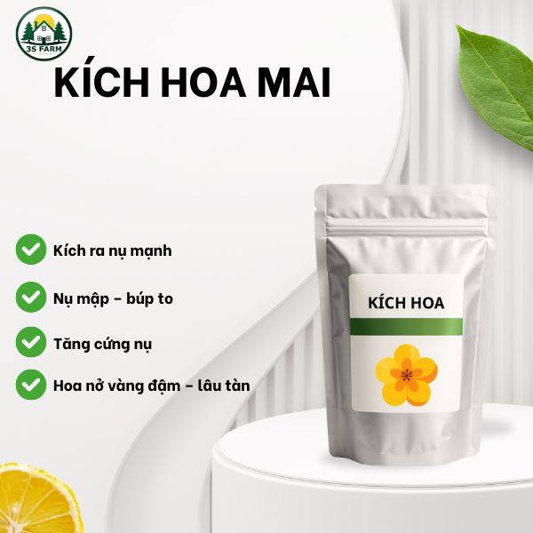 Kích Hoa Mai Vàng