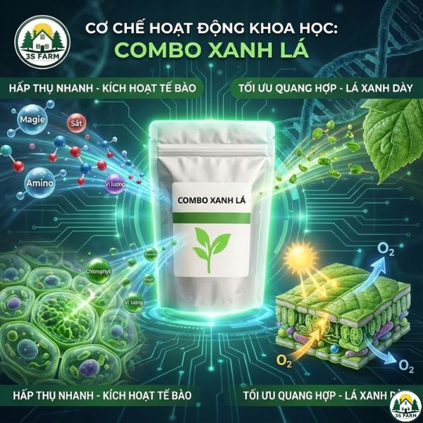 Combo Nuôi Đọt – Xanh Lá – Tăng Quang Hợp