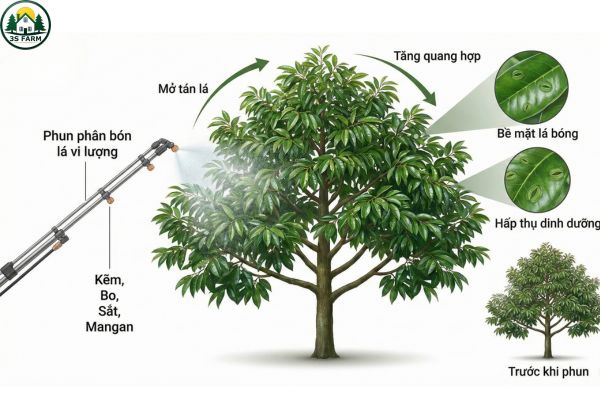Cây sầu riêng phát triển tán lá, lá xanh đậm bóng