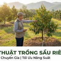 Kỹ Thuật Trồng Sầu Riêng A-Z