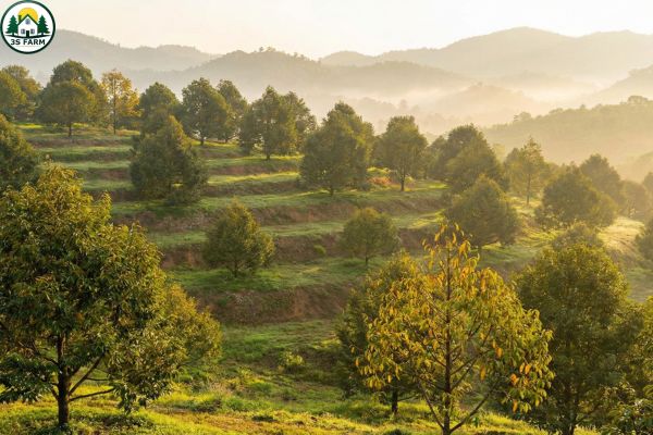 Kỹ Thuật Trồng Sầu Riêng A-Z : Khoảng Cách, Xử Lý Đất & Lên Mô