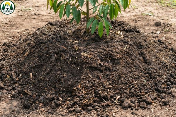 Đắp mô sầu riêng đúng kỹ thuật giúp cây con thoát nước tốt, ngăn ngừa bệnh vàng lá thối rễ