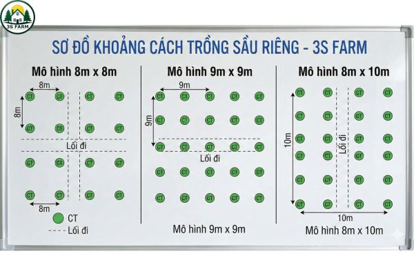Sơ đồ khoảng cách trồng sầu riêng thông thoáng, khuyến nghị từ 3S Farm