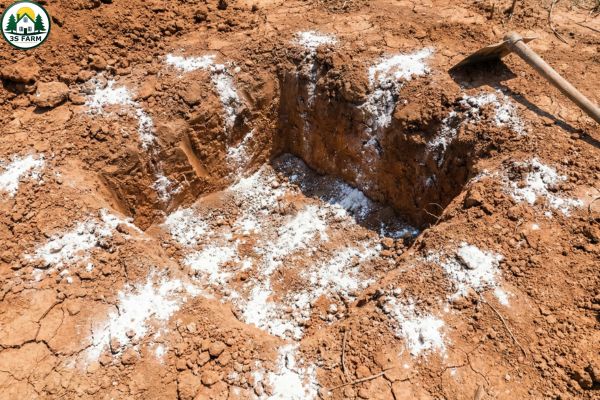 Xử lý hố trồng sầu riêng bằng vôi bột và phơi nắng, bước quan trọng để diệt nấm và tuyến trùng