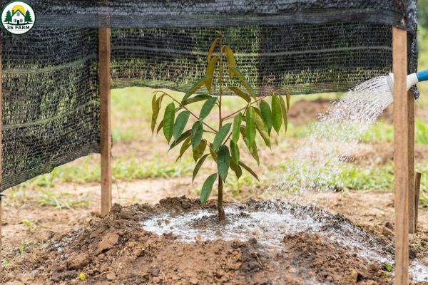 Chăm sóc cây con sầu riêng sau trồng bằng che nắng và tưới nước đúng cách để cây phát triển khỏe mạnh