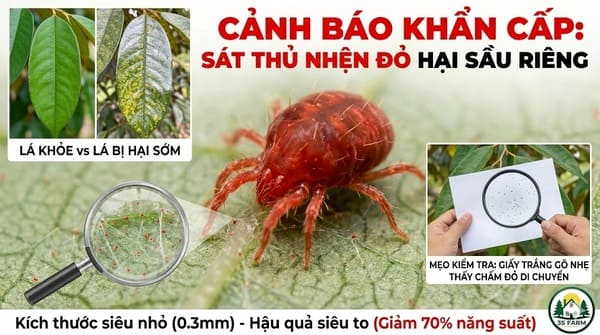 Cây Sầu Riêng Bị Nhện Đỏ: Dấu Hiệu Nhận Biết Và Cách Xử Lý Dứt Điểm
