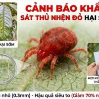 bệnh nhện đỏ sầu riêng
