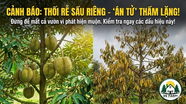 Nguyên Nhân Cây Sầu Riêng Bị Thối Rễ Và Cách Xử Lý Đúng Cách