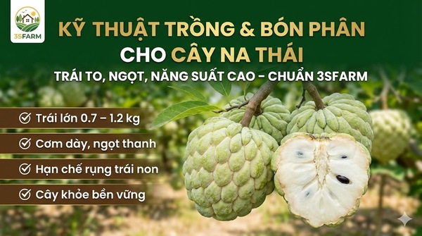 Cách Trồng Và Bón Phân Cho Cây Na Thái Trái To, Ngọt, Năng Suất Cao