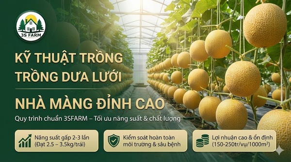 Kỹ Thuật Trồng Dưa Lưới Trong Nhà Màng – Trái To, Ngọt, Năng Suất Cao