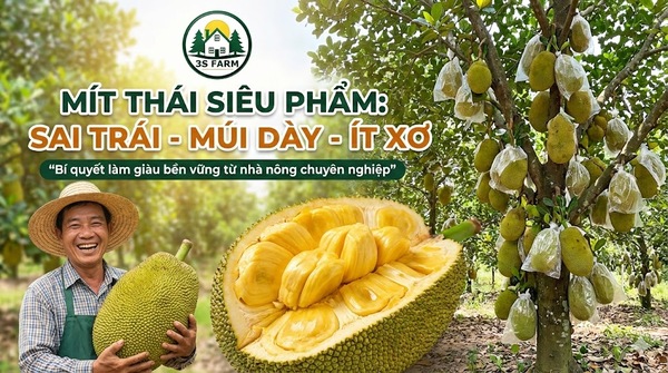 Cách Trồng Và Chăm Sóc Cây Mít Thái Hiệu Quả: Sai Trái, Múi Dày, Ít Xơ